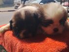 Shih Tzu Puppies
