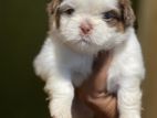 Shih Tzu Puppies