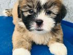 Shih Tzu Puppies