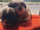 Shih Tzu Puppies