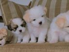Shih Tzu Puppies
