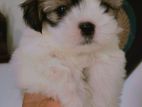 Shih Tzu Puppies