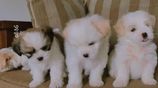 Shih Tzu Puppies