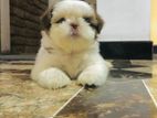 Shih Tzu Puppies