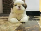 Shih Tzu Puppies