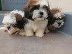 Shih Tzu Puppies