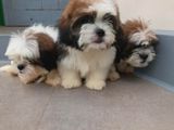 Shih Tzu Puppies