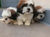Shih Tzu Puppies