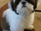 Shih Tzu Puppies