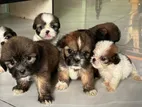 Shih Tzu Puppies