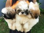 Shih Tzu Puppies