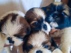 Shih Tzu Puppies