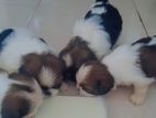 Shih Tzu Puppies