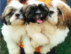 Shih Tzu Puppies