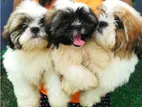 Shih Tzu Puppies