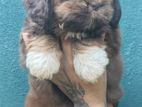 Shih Tzu Puppies