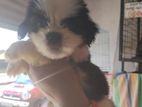 Shih Tzu Puppies