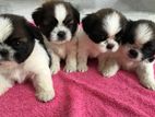 Shih Tzu Puppies