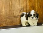 Shih Tzu Puppies