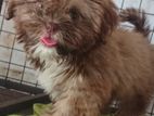 Shih Tzu Puppies