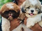 Shih Tzu Puppies