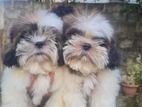 Shih Tzu Puppies