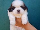 Shih Tzu Puppies