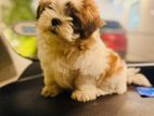 Shih Tzu Puppies