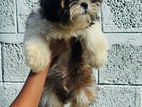Shih Tzu Puppies