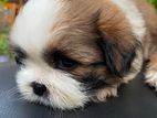 Shih Tzu Puppies