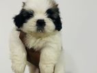Shih Tzu Puppies
