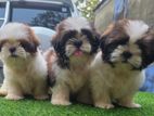 Shih Tzu Puppies