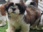 Shih Tzu Puppies