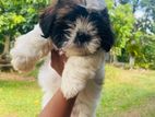 Shih Tzu Puppies