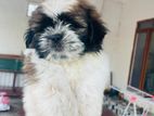 Shih Tzu Puppies