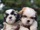 Shih Tzu Puppies