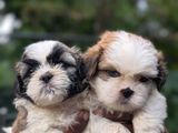 Shih Tzu Puppies