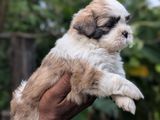 Shih Tzu Puppies