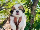 Shih Tzu Puppies