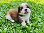 Shih Tzu Puppies