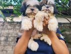 Shih Tzu Puppies