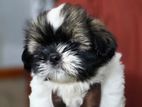 Shih Tzu Puppies