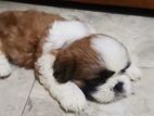 Shih Tzu Puppies