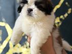 Shih Tzu Puppies