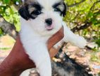 Shih tzu Puppies