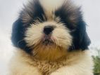 Shih Tzu Puppies