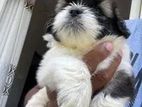 Shih Tzu Puppies