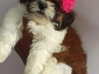Shih Tzu Puppies