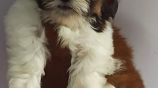 Shih Tzu Puppies