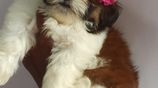 Shih Tzu Puppies